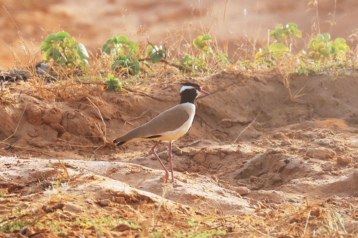Black-headed Lapwing